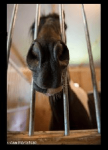 Straight from the Horse’s Mouth  photo by Ann-Marie Ford